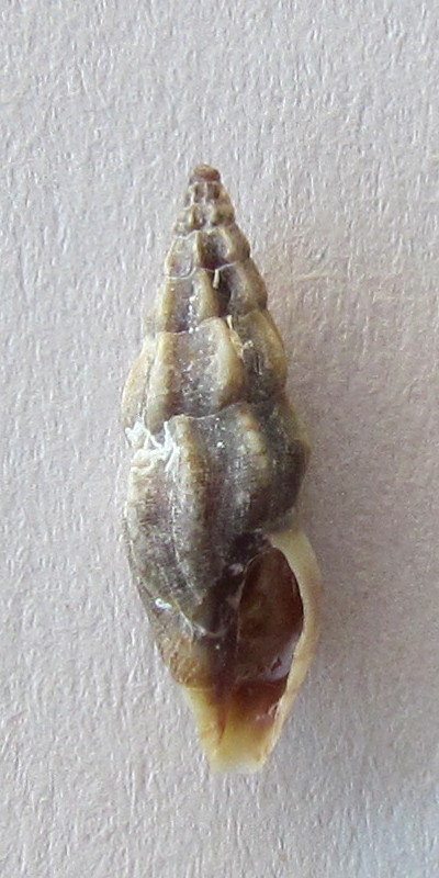 Mangelia sp